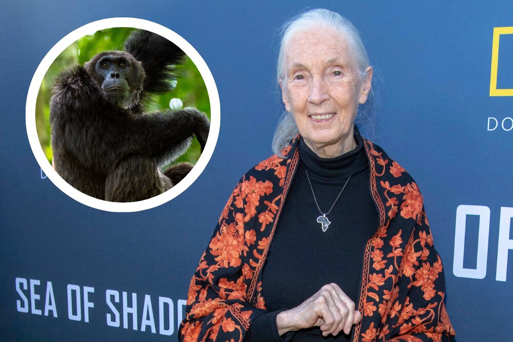 DiCaprio, Prince Harry and Jane Fonda - Celebrities Pay Tribute to Jane Goodall