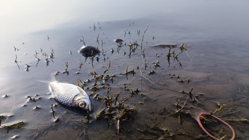 2nd largest recorded Cork Fish Kill