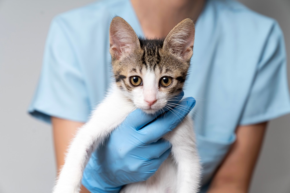 Vet Kitten