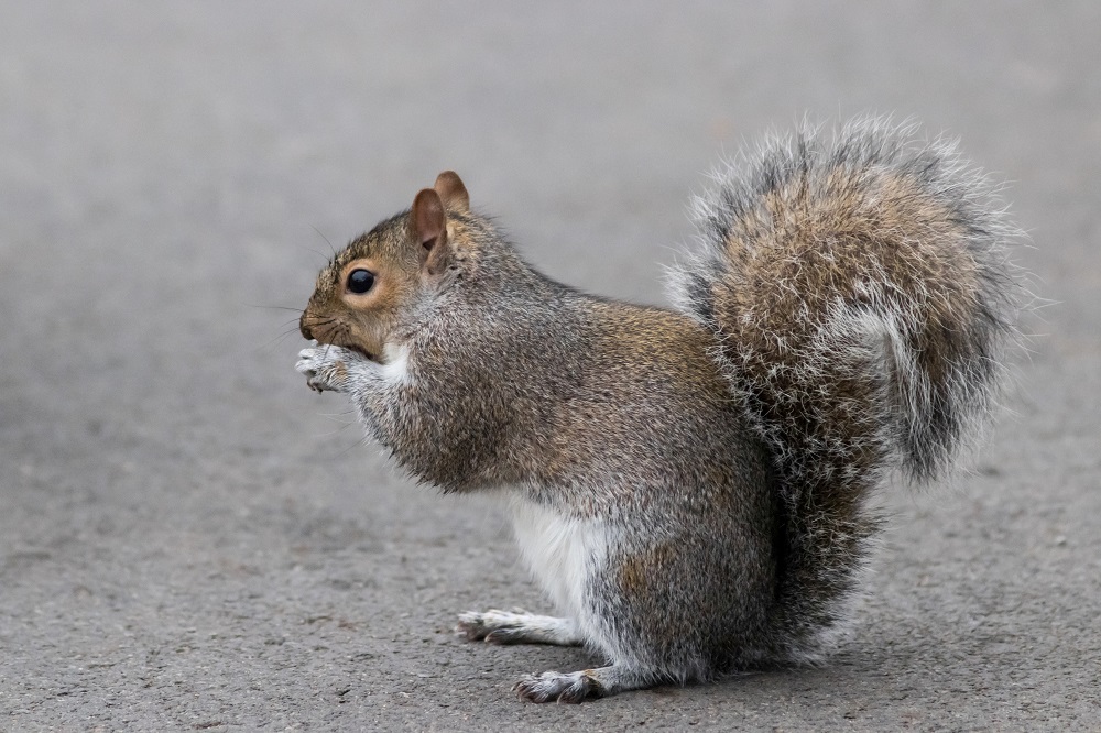 Gray Squirrel