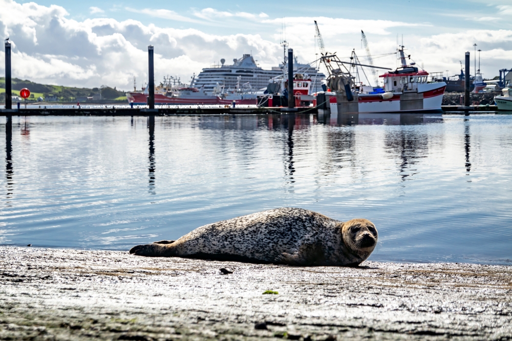 Where To Spot Seals and Puffins In Ireland? 4 Seal resting on pier in Killybegs, County Donegal, Republic of Ireland