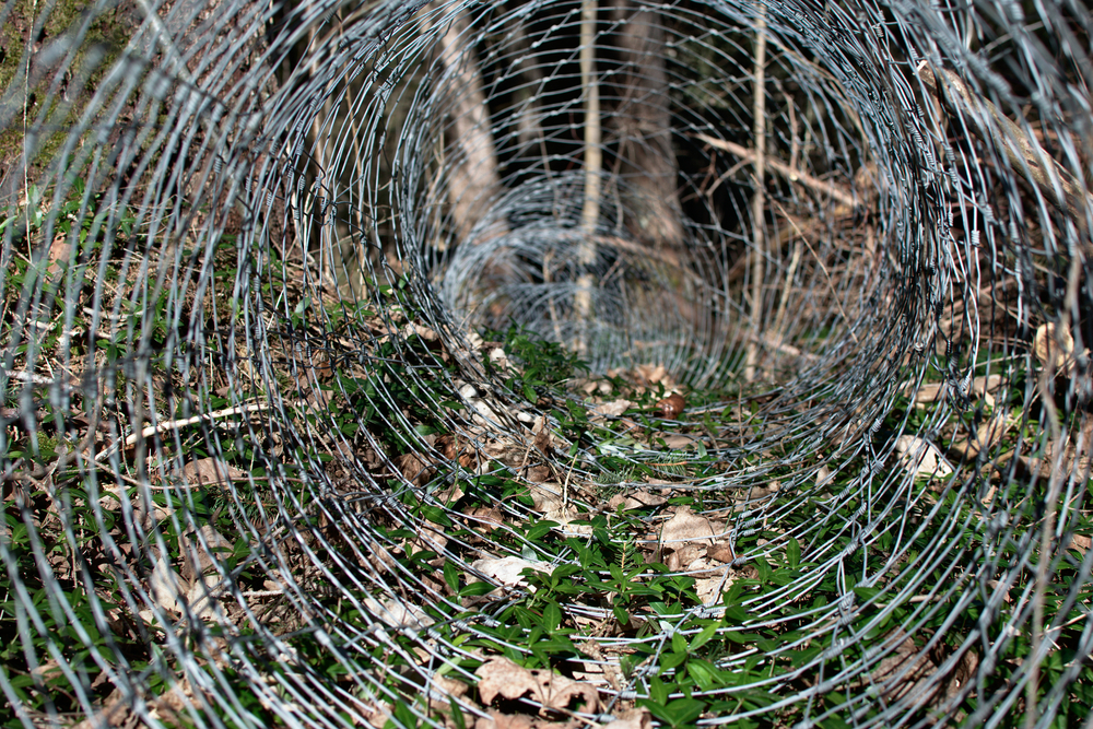 Trap for catching animals such as rabbits and foxes in forest.