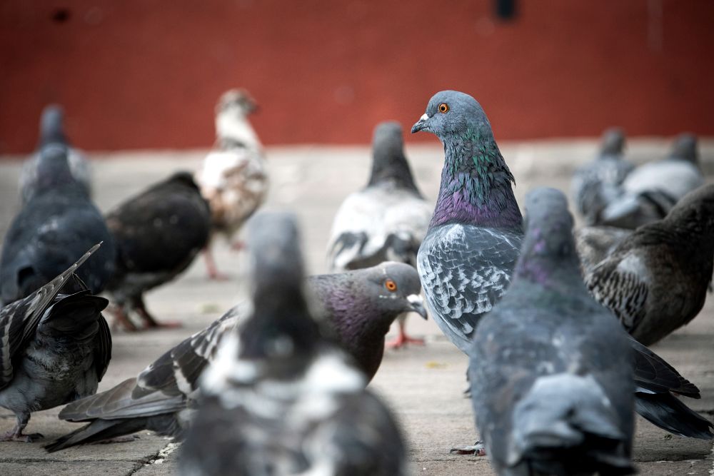 pigeon