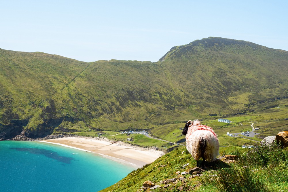 Sheep on a cliff overlooking Keem beach on Achill Island, County Mayo, Ireland. Shutterstock