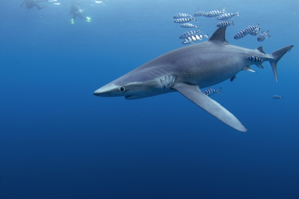 Man Airflited To Cork Hospital After Shark Bite Off Waterford Coast 3 Blue Shark. Image Credit: Shutterstock