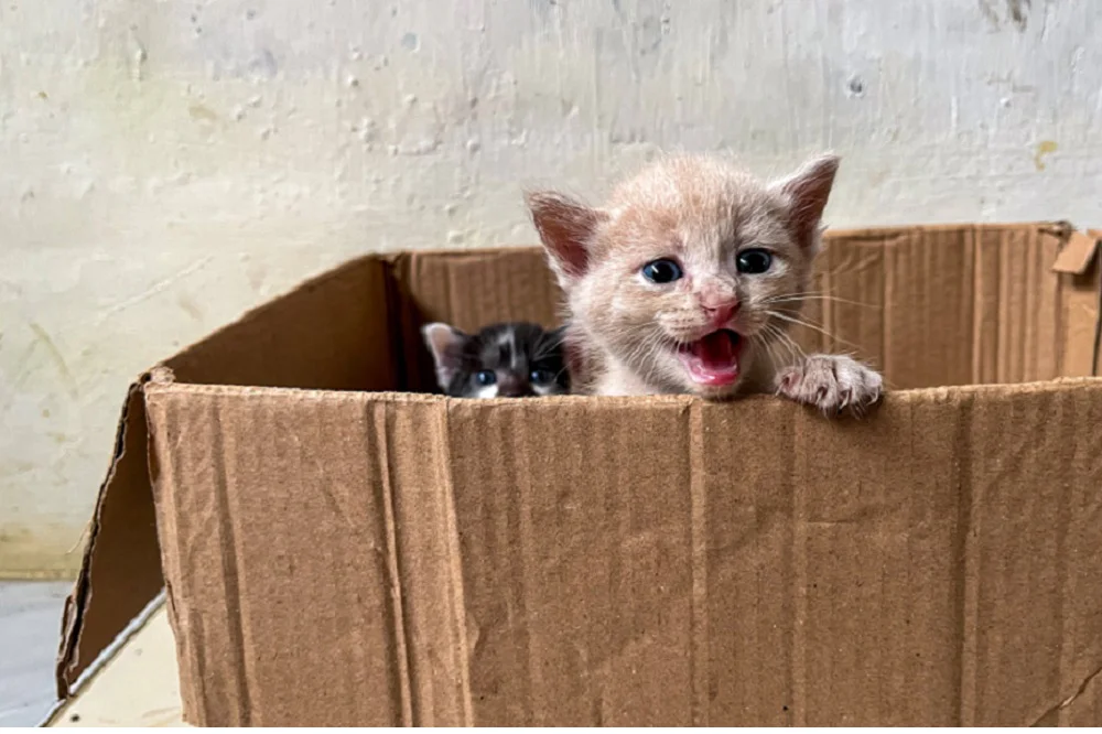 Rescued Kittens Recover After Being Found Abandoned on Irish Island